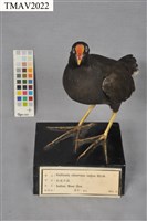 藏品(紅冠水雞)的圖片